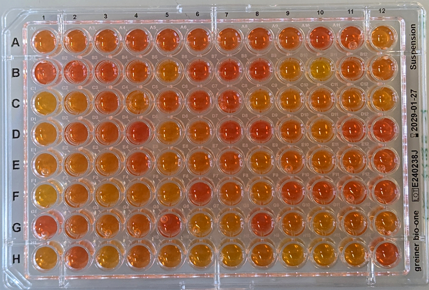 Beispiel eines Enzymaktivitätstests. Die gelbe Farbe zeigt Hydrolasen an, die Kohlenstoff-Fluor-Bindungen spalten (in einem Test mit fluorierten Substraten) (Bild: Silke Probst).